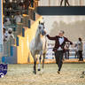 WORLD ARABIAN HORSE CHAMPIONSHIP FINAL DAY