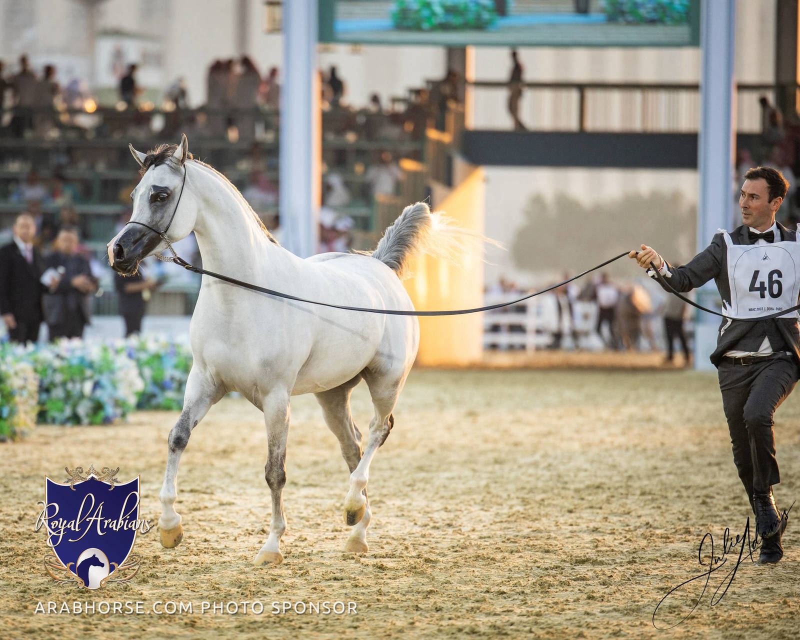 WORLD ARABIAN HORSE CHAMPIONSHIP FINAL DAY