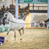 WORLD ARABIAN HORSE CHAMPIONSHIP FINAL DAY