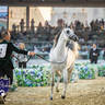 WORLD ARABIAN HORSE CHAMPIONSHIP FINAL DAY