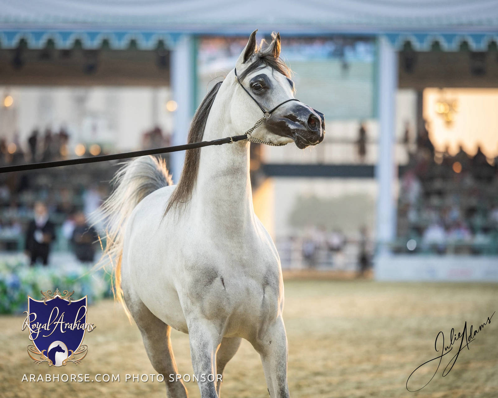 WORLD ARABIAN HORSE CHAMPIONSHIP FINAL DAY