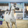 WORLD ARABIAN HORSE CHAMPIONSHIP FINAL DAY