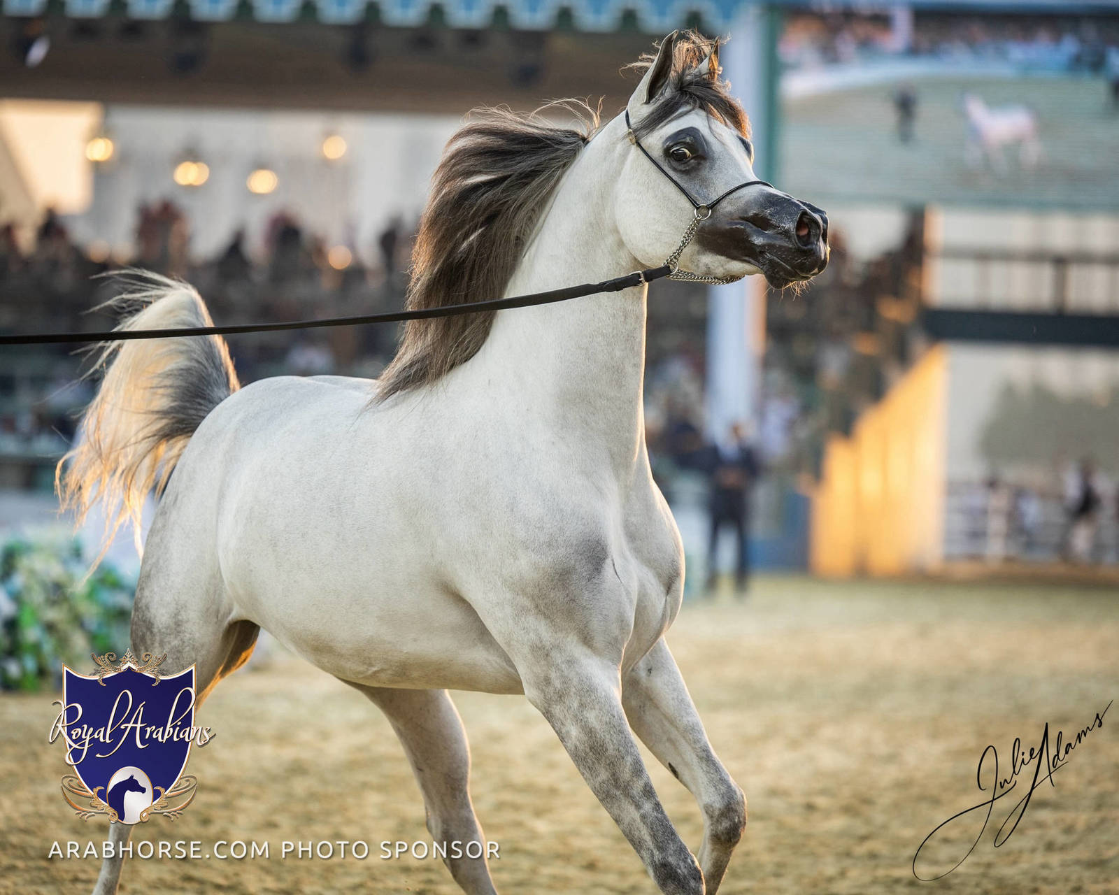 WORLD ARABIAN HORSE CHAMPIONSHIP FINAL DAY