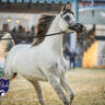 WORLD ARABIAN HORSE CHAMPIONSHIP FINAL DAY