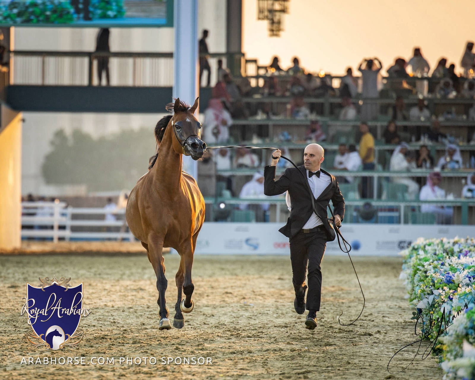 WORLD ARABIAN HORSE CHAMPIONSHIP FINAL DAY