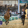 WORLD ARABIAN HORSE CHAMPIONSHIP FINAL DAY