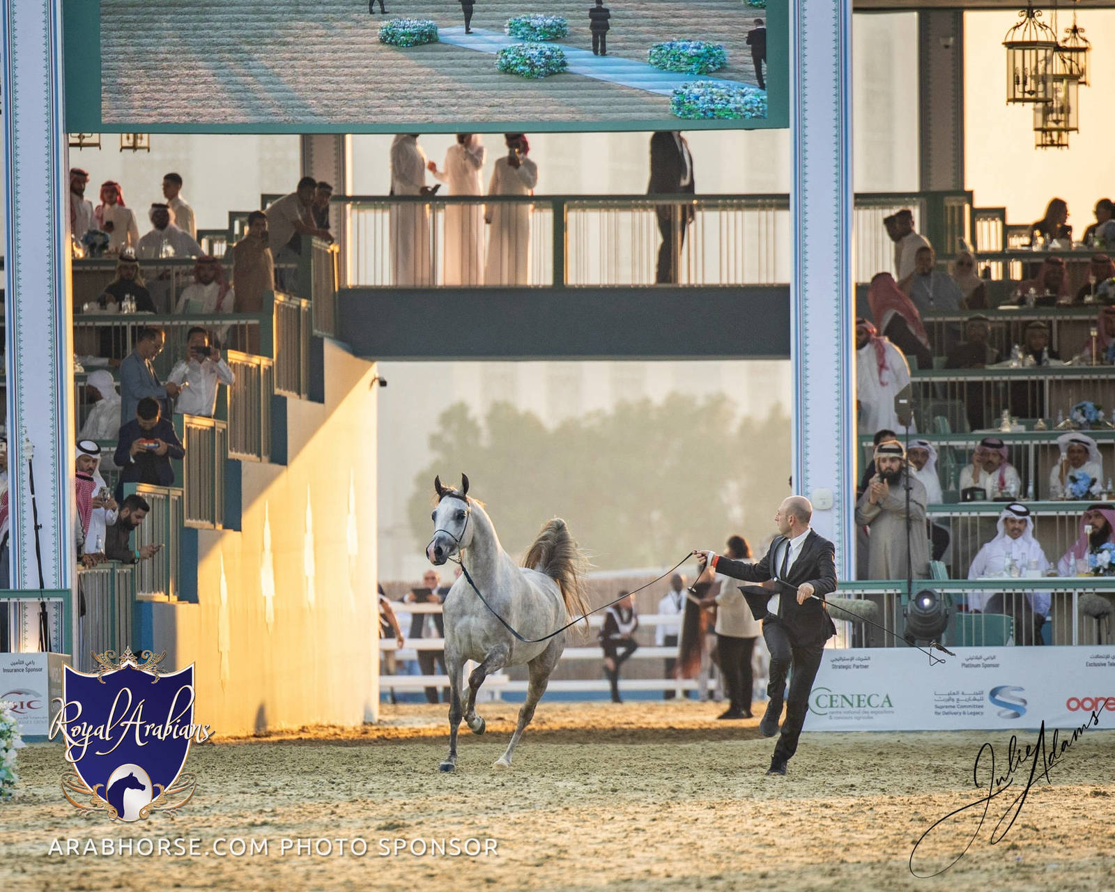 WORLD ARABIAN HORSE CHAMPIONSHIP FINAL DAY
