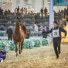 WORLD ARABIAN HORSE CHAMPIONSHIP FINAL DAY