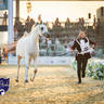WORLD ARABIAN HORSE CHAMPIONSHIP FINAL DAY