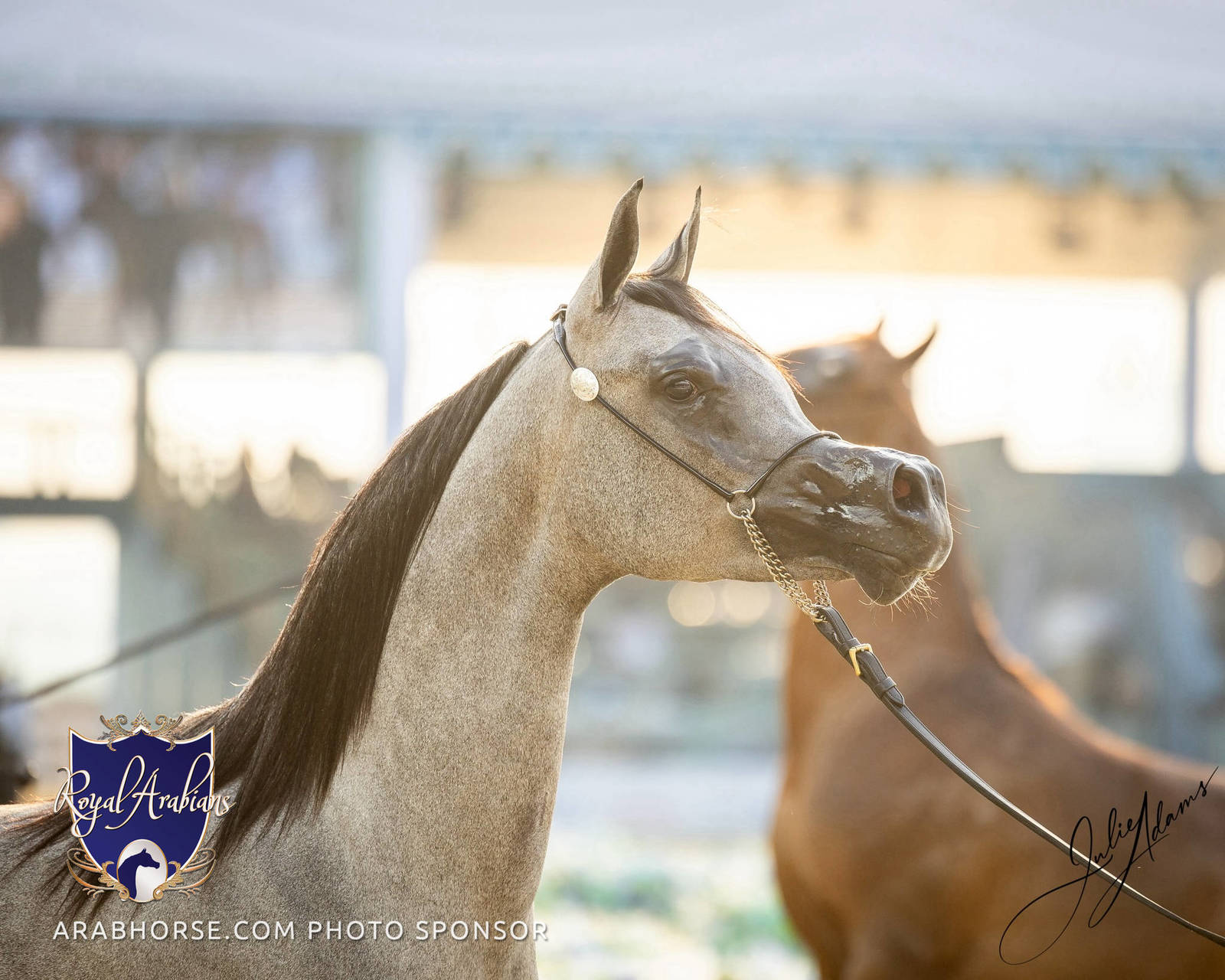 WORLD ARABIAN HORSE CHAMPIONSHIP FINAL DAY