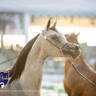 WORLD ARABIAN HORSE CHAMPIONSHIP FINAL DAY