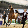 WORLD ARABIAN HORSE CHAMPIONSHIP FINAL DAY