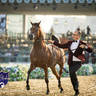 WORLD ARABIAN HORSE CHAMPIONSHIP FINAL DAY