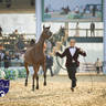 WORLD ARABIAN HORSE CHAMPIONSHIP FINAL DAY