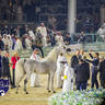 WORLD ARABIAN HORSE CHAMPIONSHIP FINAL DAY