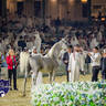 WORLD ARABIAN HORSE CHAMPIONSHIP FINAL DAY