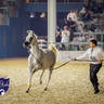 WORLD ARABIAN HORSE CHAMPIONSHIP FINAL DAY