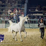 WORLD ARABIAN HORSE CHAMPIONSHIP FINAL DAY