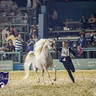 WORLD ARABIAN HORSE CHAMPIONSHIP FINAL DAY