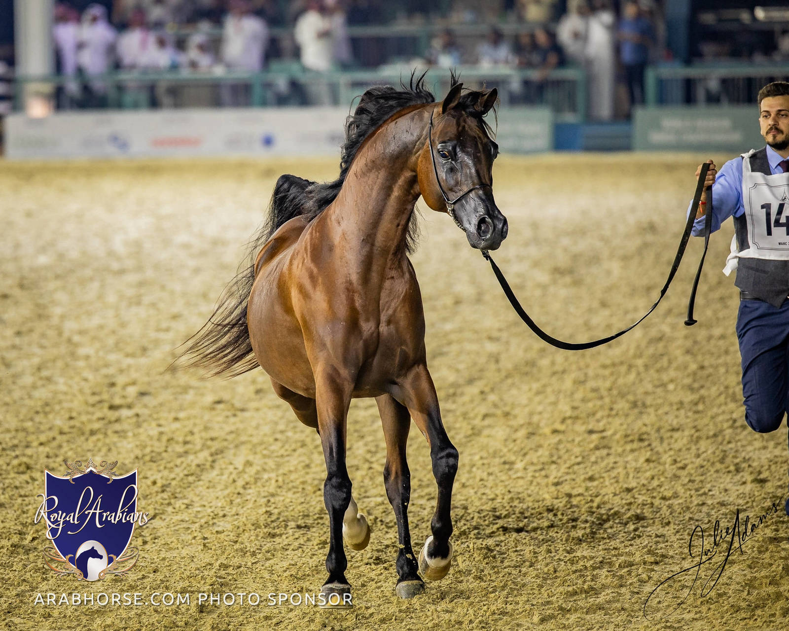 WORLD ARABIAN HORSE CHAMPIONSHIP FINAL DAY