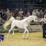 WORLD ARABIAN HORSE CHAMPIONSHIP FINAL DAY
