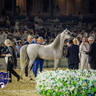 WORLD ARABIAN HORSE CHAMPIONSHIP FINAL DAY