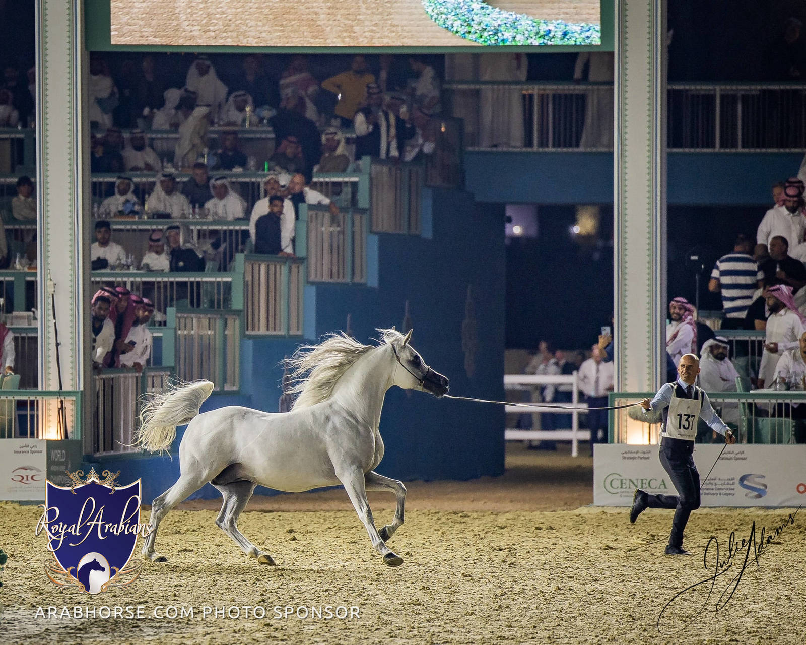 WORLD ARABIAN HORSE CHAMPIONSHIP FINAL DAY