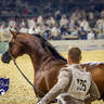 WORLD ARABIAN HORSE CHAMPIONSHIP FINAL DAY