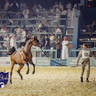 WORLD ARABIAN HORSE CHAMPIONSHIP FINAL DAY