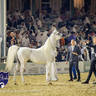 WORLD ARABIAN HORSE CHAMPIONSHIP FINAL DAY