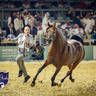 WORLD ARABIAN HORSE CHAMPIONSHIP FINAL DAY