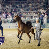WORLD ARABIAN HORSE CHAMPIONSHIP FINAL DAY