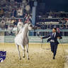 WORLD ARABIAN HORSE CHAMPIONSHIP FINAL DAY