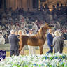 WORLD ARABIAN HORSE CHAMPIONSHIP FINAL DAY