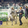 WORLD ARABIAN HORSE CHAMPIONSHIP FINAL DAY