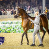 WORLD ARABIAN HORSE CHAMPIONSHIP FINAL DAY