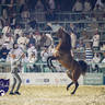 WORLD ARABIAN HORSE CHAMPIONSHIP FINAL DAY