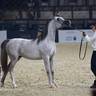 2024 Katara Show - Day 1
