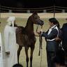 2024 Katara Show - Day 1