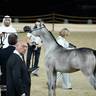 2024 Katara Show - Day 1