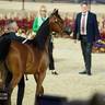 2024 Katara Show - Day 1