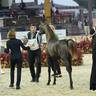 2024 Katara Show - Day 1