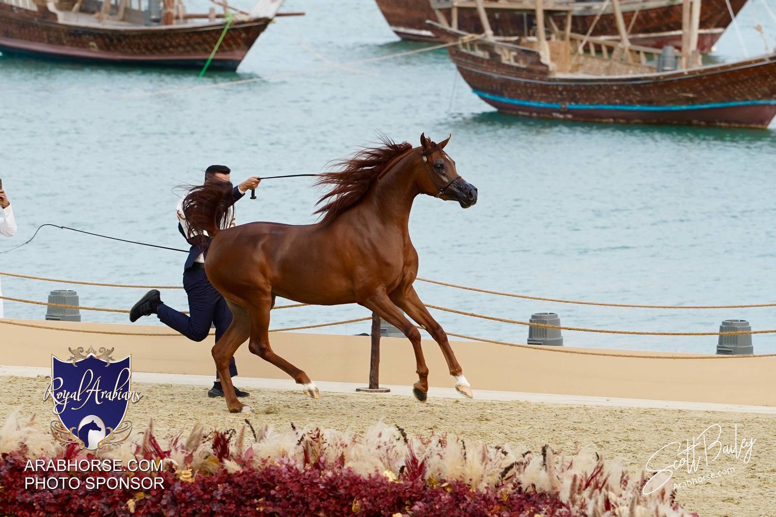 2024 KATARA SHOW - DAY 2