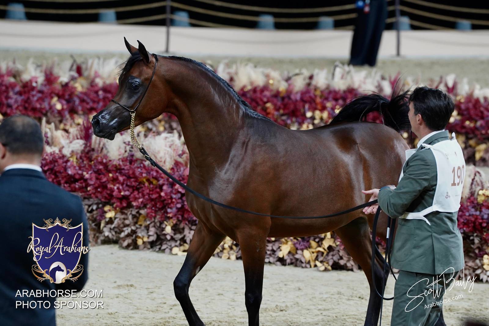 2024 KATARA SHOW - DAY 2