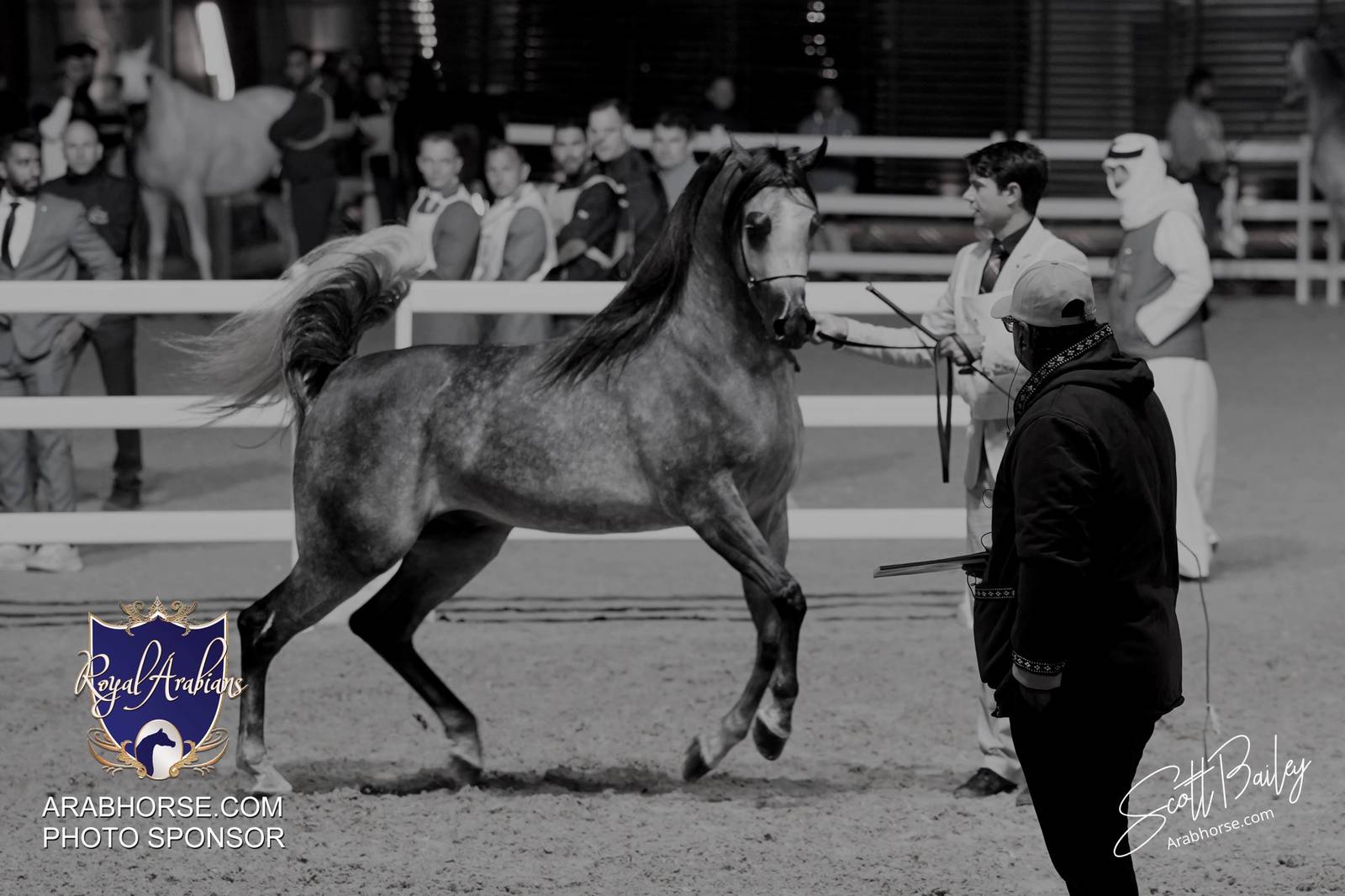 2024 KATARA SHOW - DAY 2