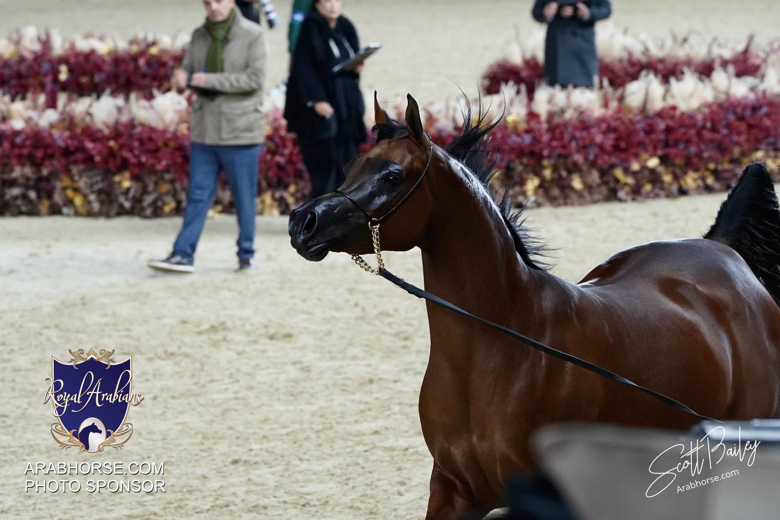 2024 KATARA SHOW - DAY 2