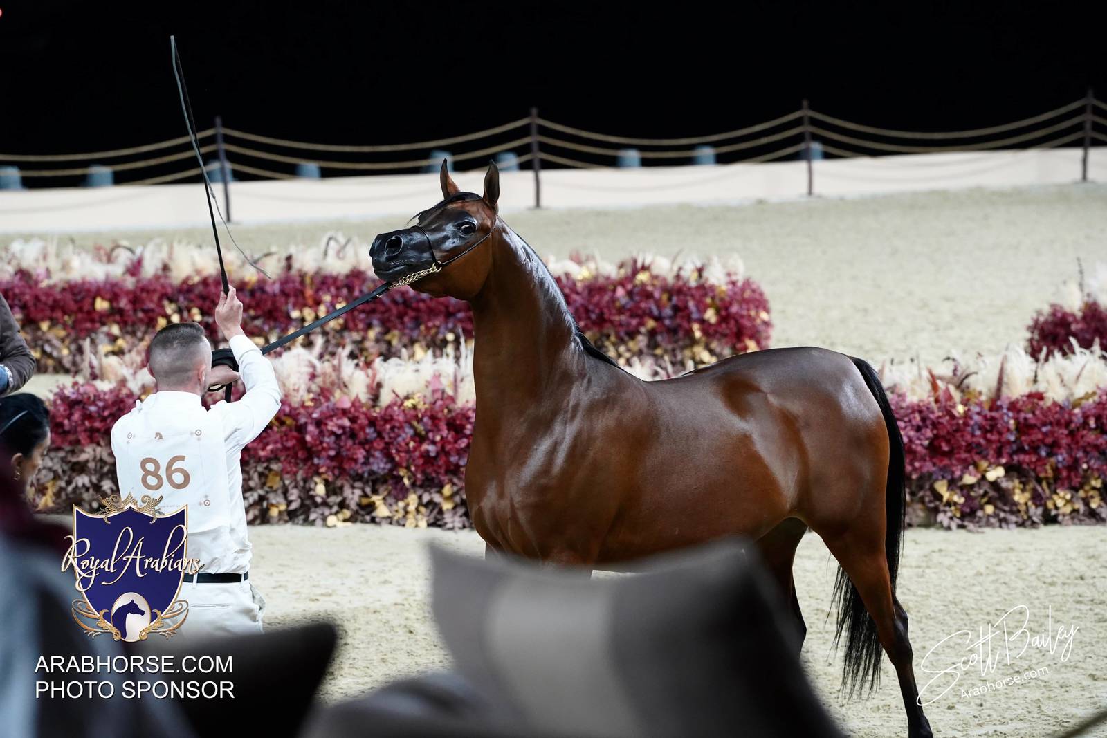 2024 KATARA SHOW - DAY 2