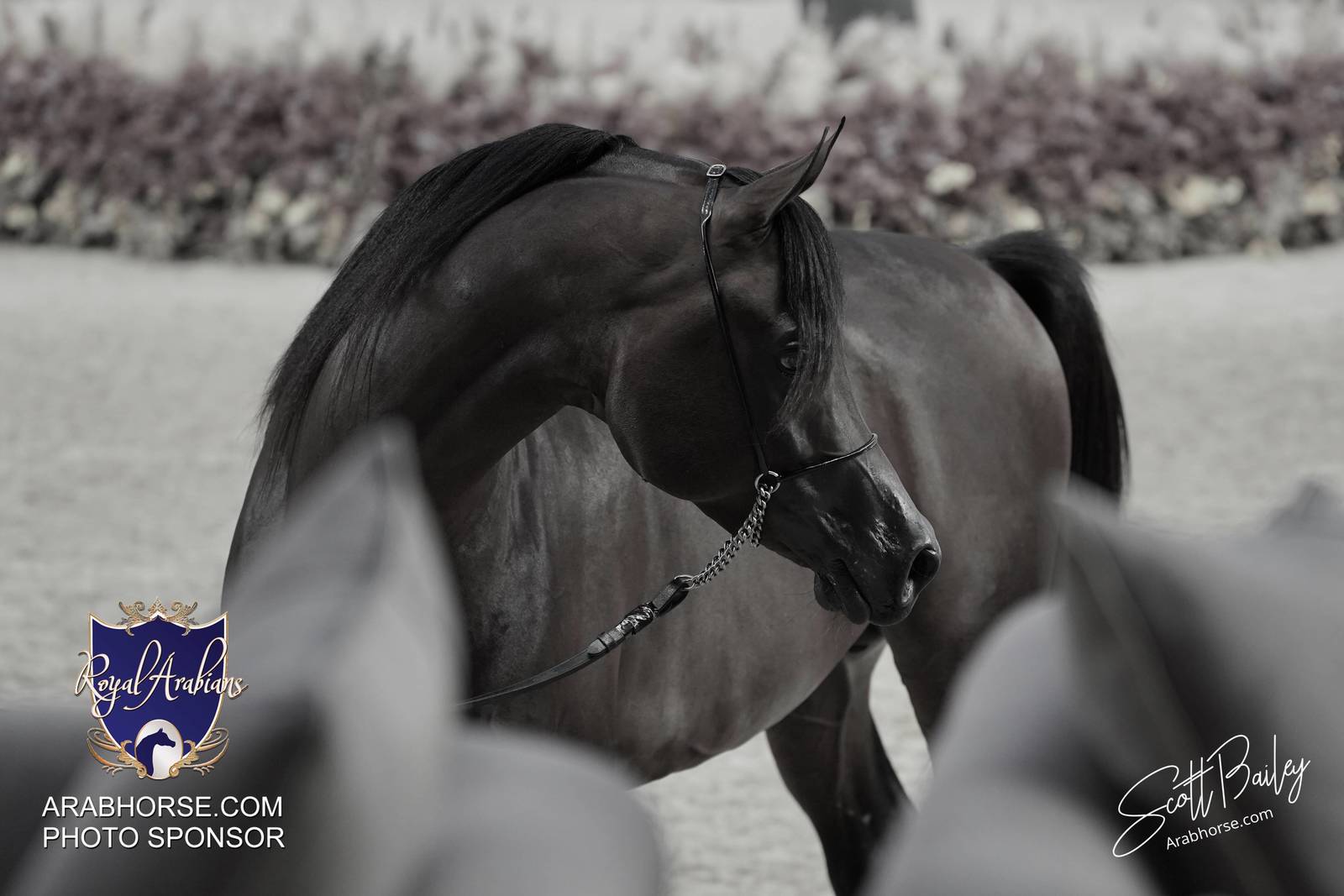 2024 KATARA SHOW - DAY 3