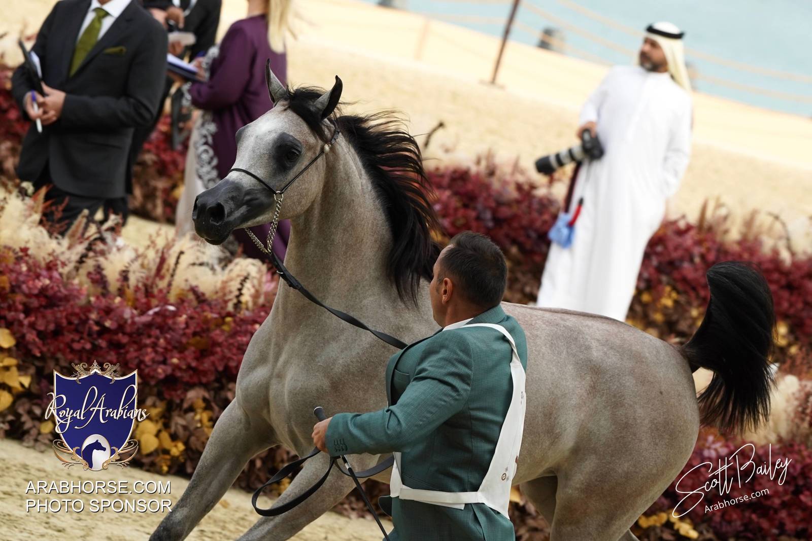 2024 KATARA SHOW - CHAMPIONSHIPS!