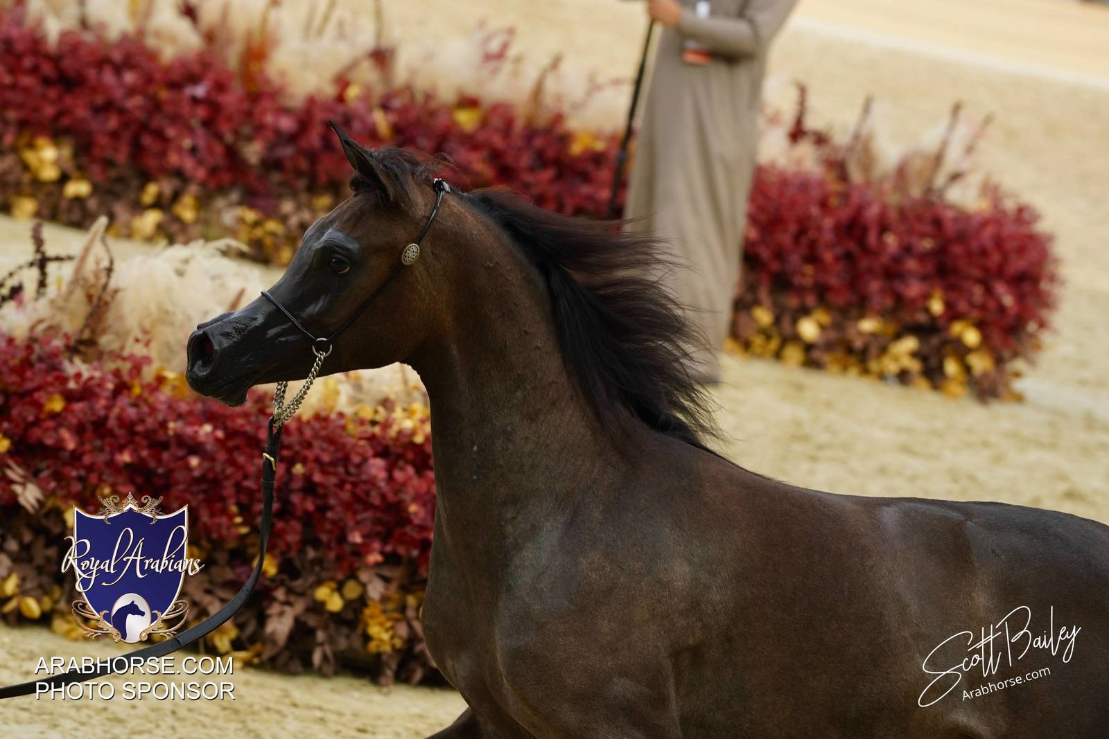 2024 KATARA SHOW - CHAMPIONSHIPS!